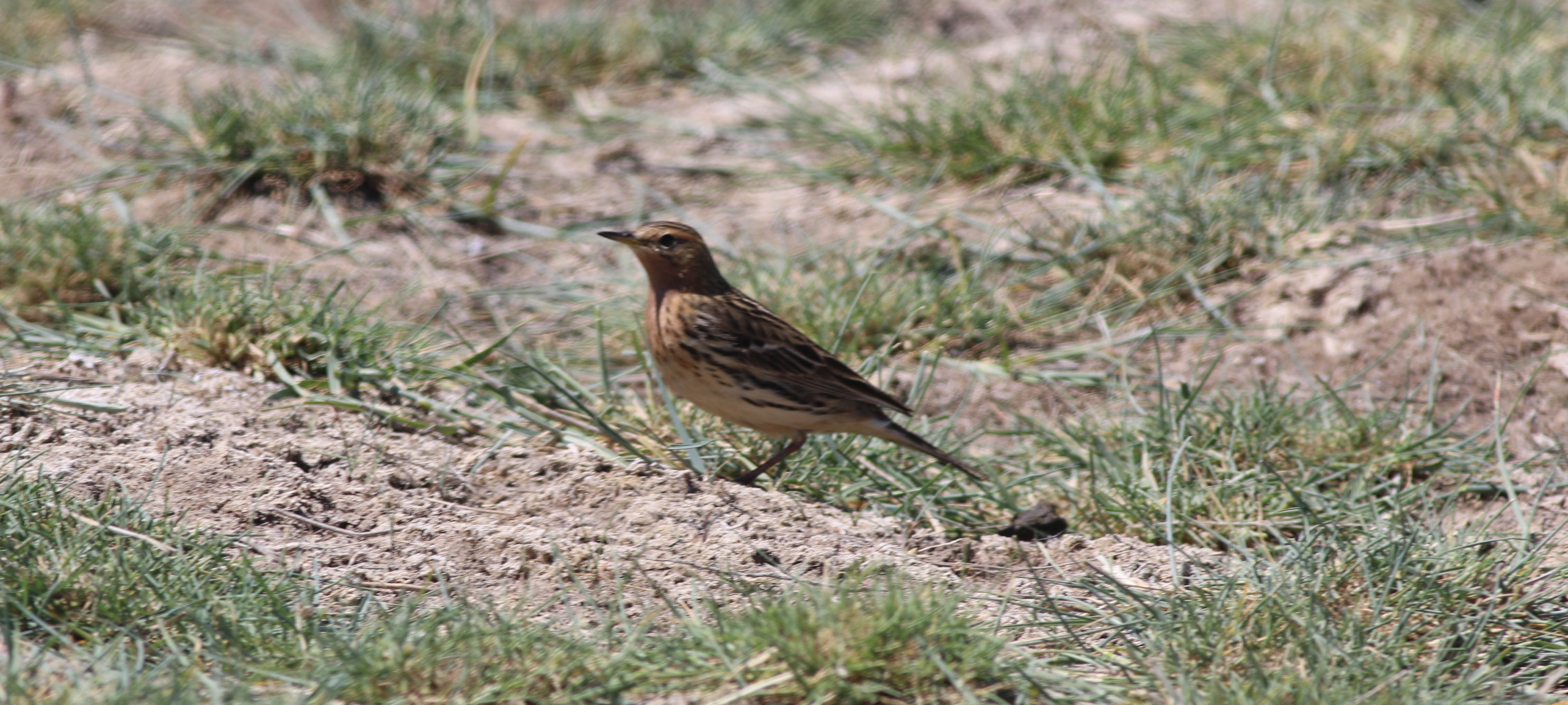 Red-throated Pipit
